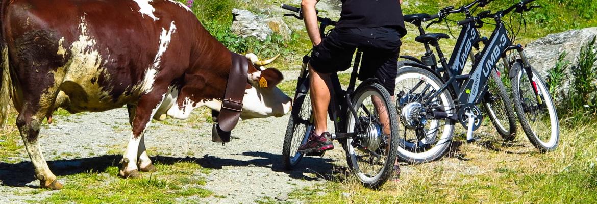 mincio in bike noleggio biciclette